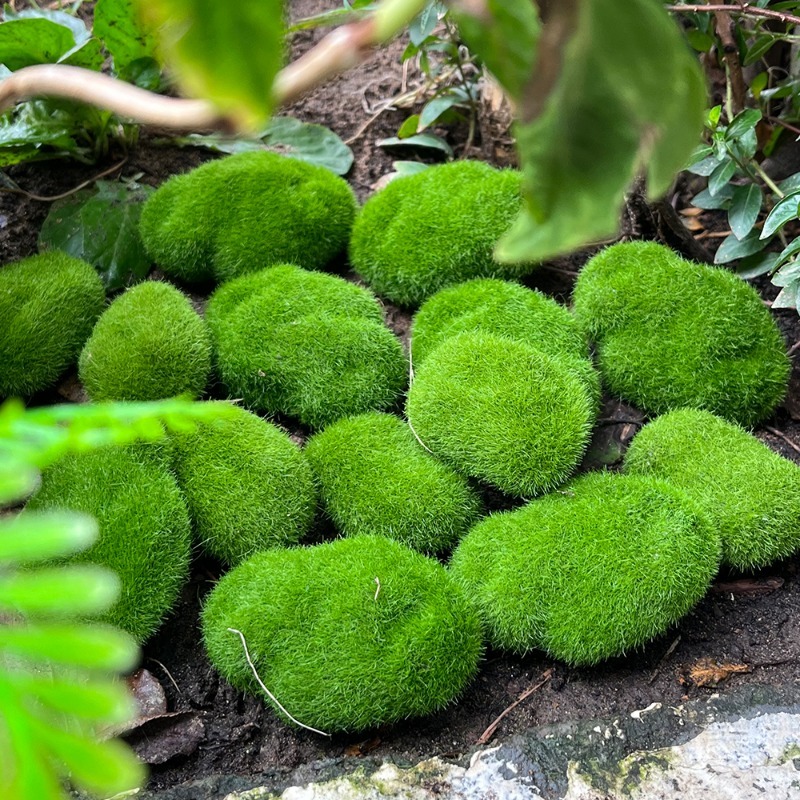 5/30pcs Simulation Moss Stone  - đánh giá và giá Sphagnum Moss Dry