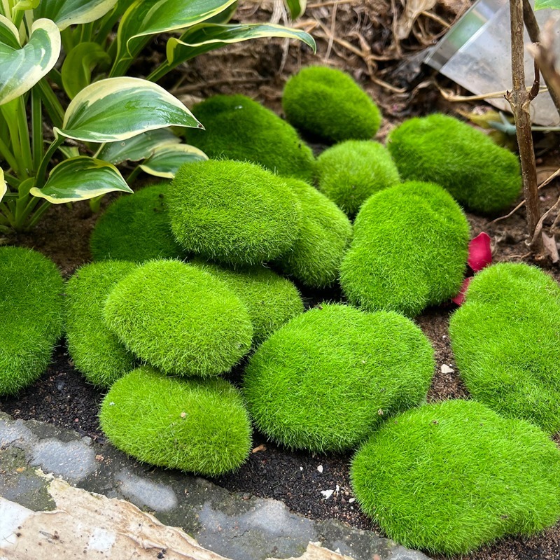 5/30pcs Simulation Moss Stone  - đánh giá và giá Sphagnum Moss Dry