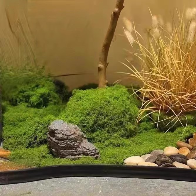 200g Eternal Life Moss DIY Cra - đánh giá và giá Sphagnum Moss Dry
