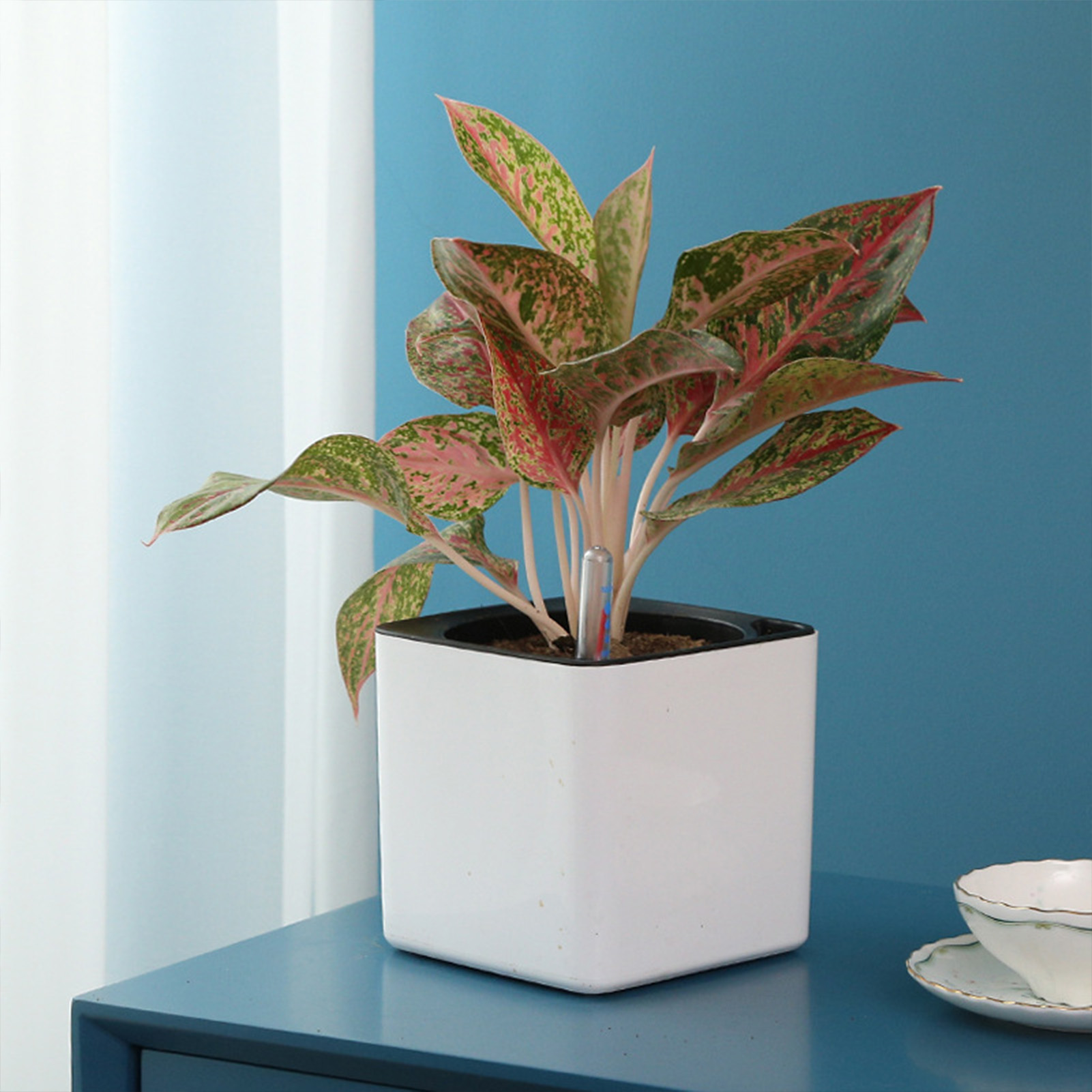 3 size Lazy flowerpot Green Pl - đánh giá và giá Self Watering Insert