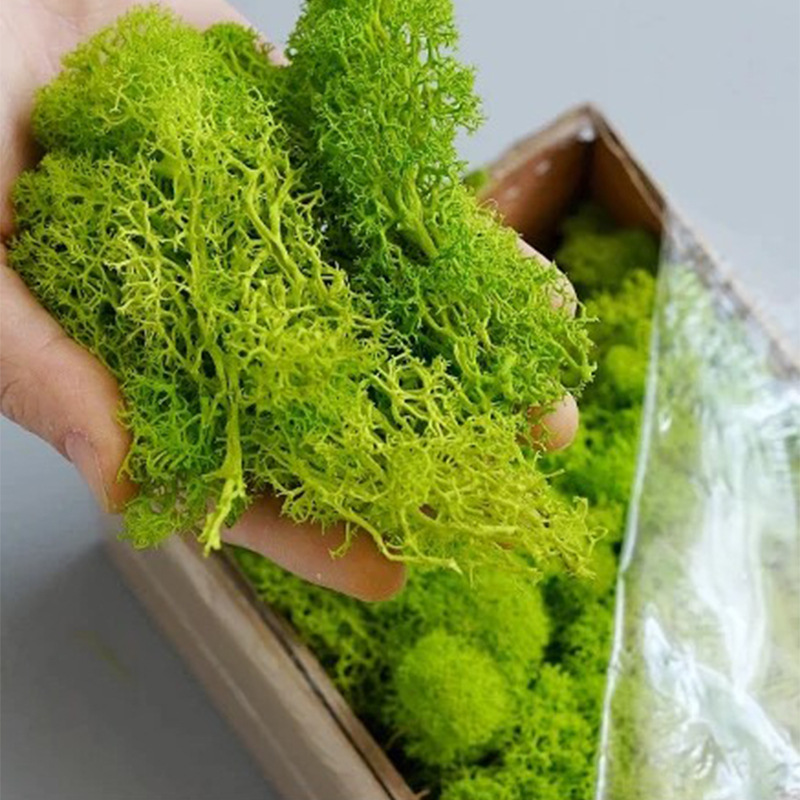 100/200/500g Eternal Life Moss - đánh giá và giá Sphagnum Moss Dry