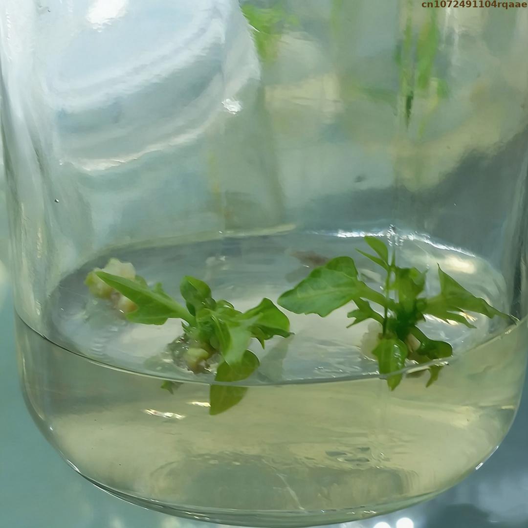 Premium Plant Tissue Culture A - đánh giá và giá Agar Tissue Culture
