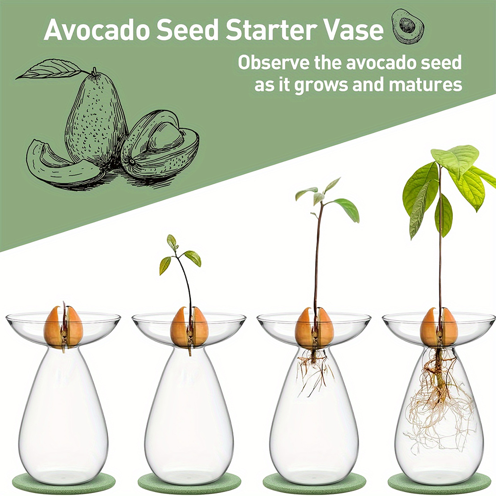 Avocado Seed Starter Hydroponi - đánh giá và giá Propagation Station Vase