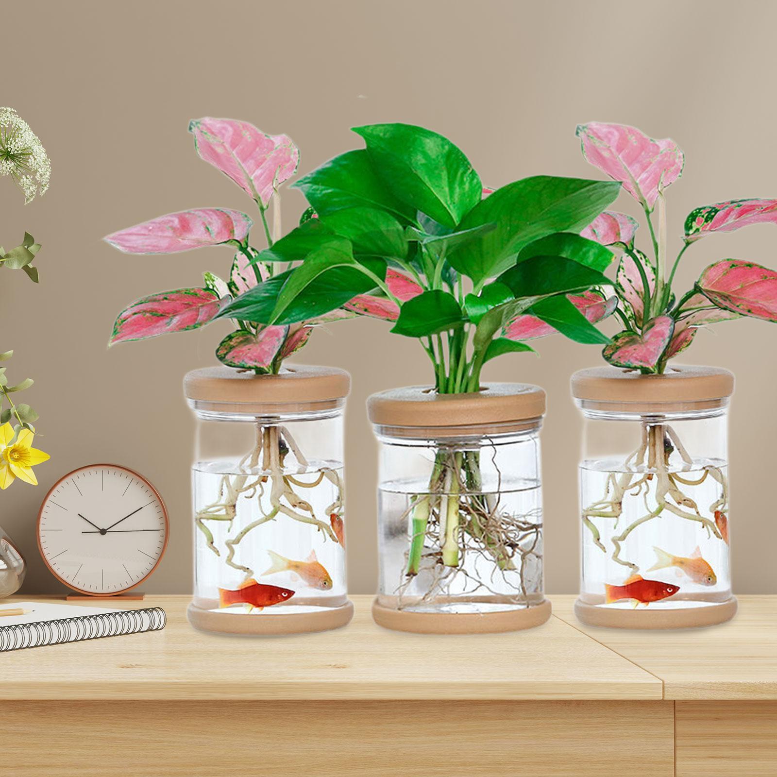 3Pcs Hydroponics Flower Vases  - đánh giá và giá Propagation Station Vase