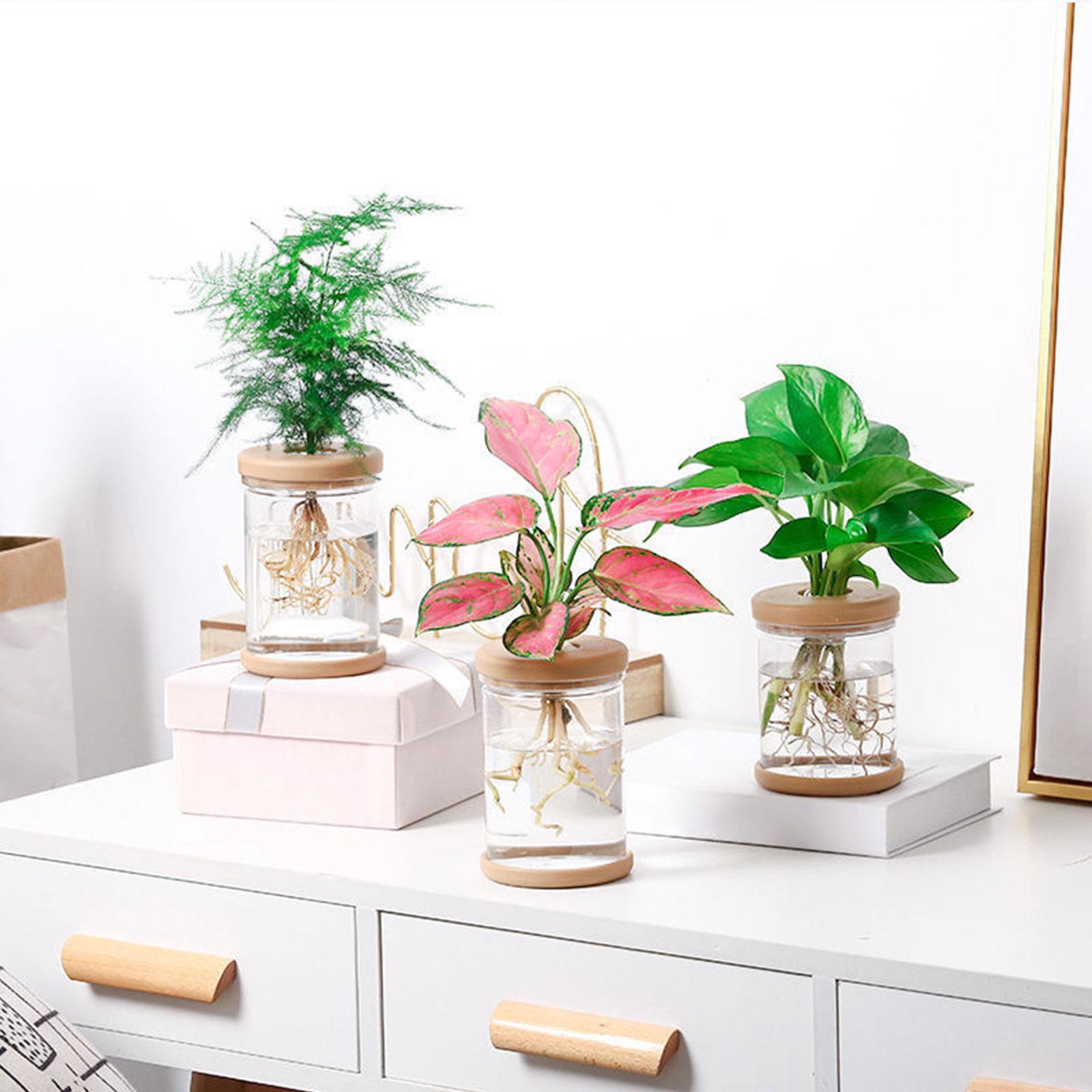 3Pcs Hydroponics Flower Vases  - đánh giá và giá Propagation Station Vase