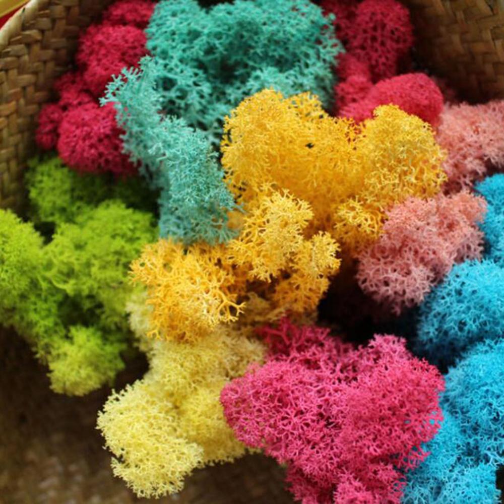 Nhân Tạo Vật Có Cuộc Sống Vĩnh - đánh giá và giá Sphagnum Moss Dry