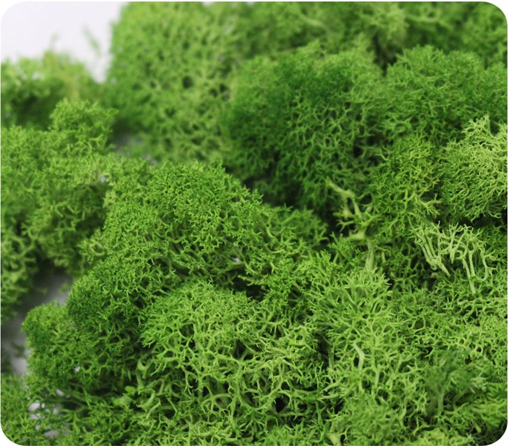 Nhân Tạo Vật Có Cuộc Sống Vĩnh - đánh giá và giá Sphagnum Moss Dry