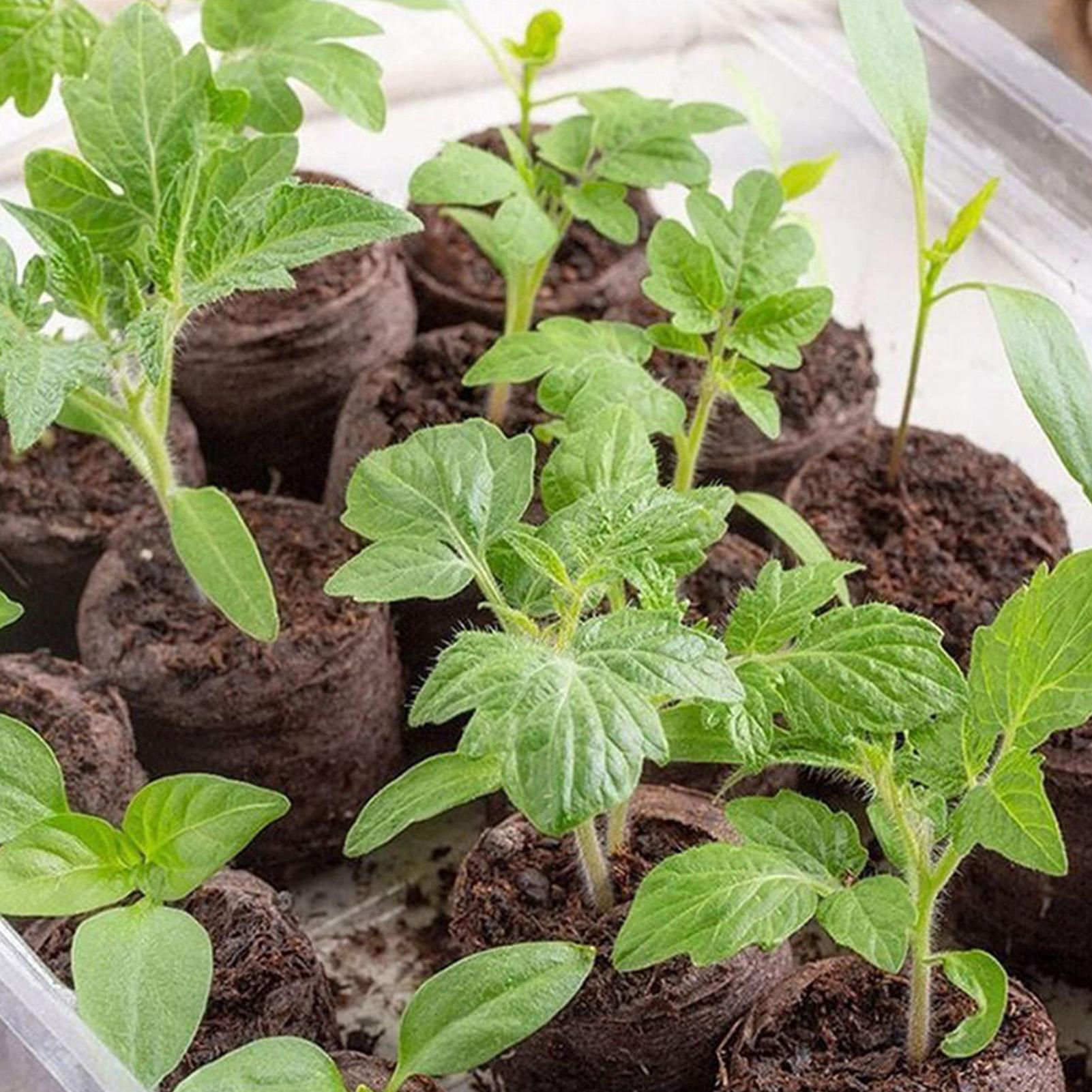100 Piece Potting Mix Trays 30 - đánh giá và giá Peat Pellet Tray