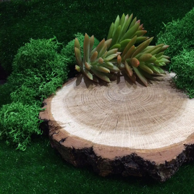 20G Tự Nhiên Rêu Nhân Tạo Vật  - đánh giá và giá Sphagnum Moss Dry